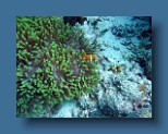 Helengeli 195